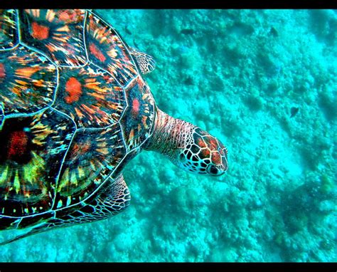 Green Sea Turtle Maldives - a photo on Flickriver