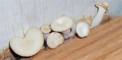 Shrooms growing from bathroom floor? (Pics) - Mushroom Hunting and Identification - Shroomery ...