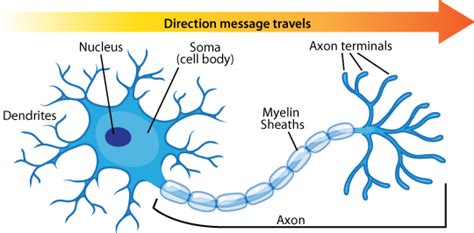 Neuron Diagram & Types | Ask A Biologist