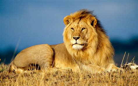 African Lion King Wallpapers | HD Wallpapers | ID #1533