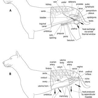 Female Dogs Reproductive Anatomy - Anatomy Reading Source