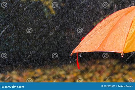 Rain Drops on Bright Orange Umbrella Under Heavy Rain in Autumn Park ...