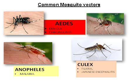 Vector Borne Diseases – Howrah Municipal Corporation