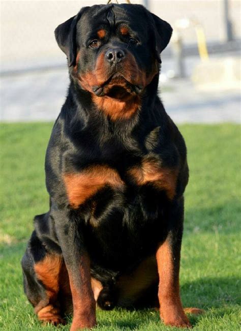 Giant Rottweiler