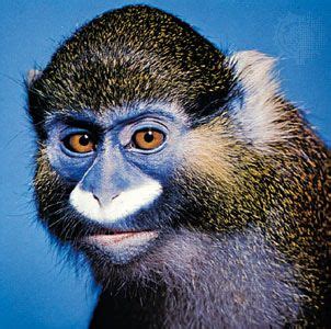 Monkey | Definition, Characteristics, Types, Classification, & Facts ...