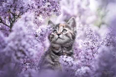 Cats, Cat, Kitten, Flower, HD wallpaper | Peakpx