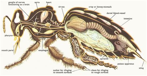 Hornet internal organ anatomy | Bee keeping, Bee, Bee rocks