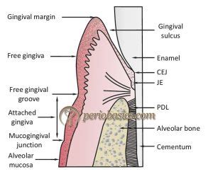 Normal Periodontium (Gingiva) - periobasics.com Basic Periodontology