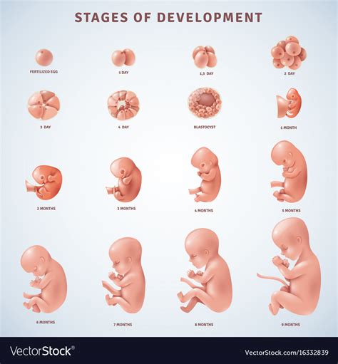 Stages human embryonic development Royalty Free Vector Image