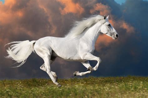 13 White Horse Breeds + Pricing & Breed Details - Helpful Horse Hints