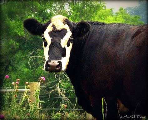 Black Baldy cow - cross between a Hereford and an Angus | Cow, Farm cow, Cow calf