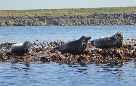 Grey Seals: Characteristics, habitats, reproduction and more