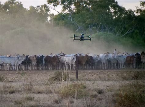 Drones Revolutionize Cattle Mustering At Beef Australia 2024