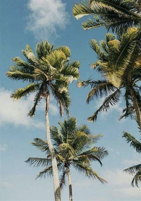 palm tree aesthetic | california and hawaii photography | #palmtrees #california | Hawaii ...