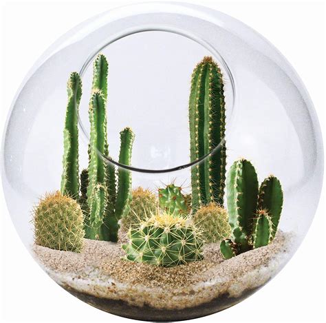 Build Your Own Cactus Terrarium (With Pictures)- Succulents Network