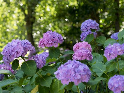 Best Varieties Of Hydrangea For Shade | Gardening Know How