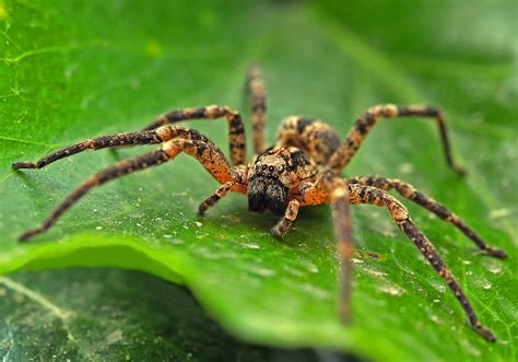 Spider Symbolism & Meaning (+Totem, Spirit & Omens) – Pet News Live