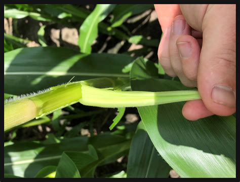 Scout Before Spraying Stink Bugs in Corn | NC State Extension