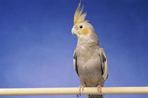 Cockatiels as Pets - Cockatiel Species Profile