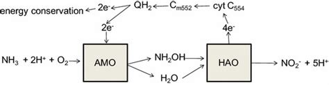 Electron flow during oxidation of ammonia (NH3) to nitrite (NO2 −) in ...