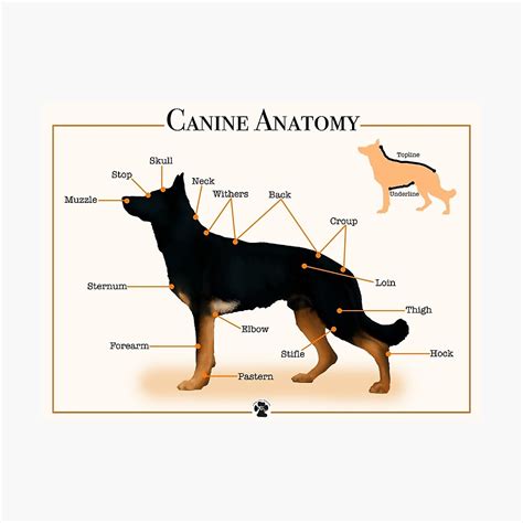 puesta de sol valor Cuarto muzzle dog anatomy nombre Sociología pozo