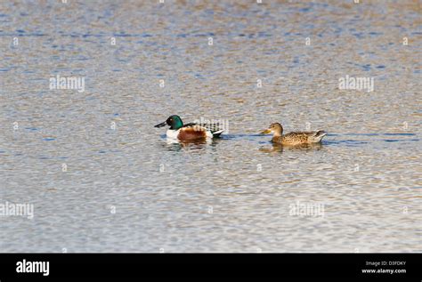 Northern Shoveler, male and female Stock Photo - Alamy