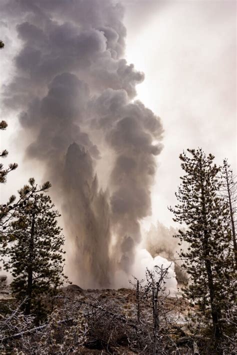 Petrified trees reveal Yellowstone geyser's ongoing battle with drought