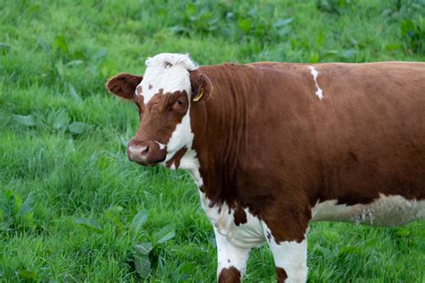 Ayrshire Cattle: Heritage Livestock Breeds – Mother Earth News