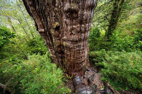 Oldest Tree In The World