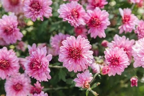 Hardy Chrysanthemums (Garden Mums): Plant Care & Growing Guide