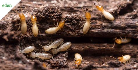 Getting Rid of Termites in your Yard | Eden Lawn Care and Snow Removal