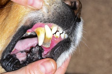 Stone Plaque on the Teeth of a Dog Ukreina Stock Image - Image of tooth, plaque: 132526541