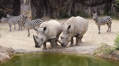 Plan Your Visit to the Maryland Zoo | Visit Baltimore