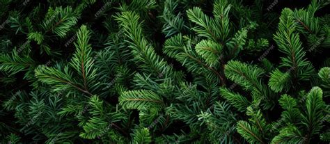 Premium AI Image | Texture of Christmas tree branches on a natural ...