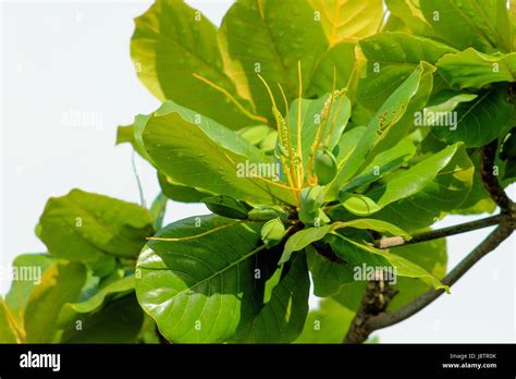 Tropical almond tree hi-res stock photography and images - Alamy