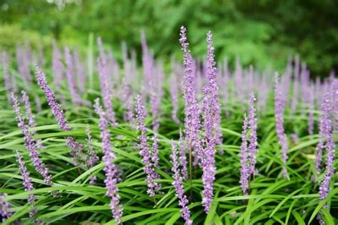 8 Best Perennial Ornamental Grasses