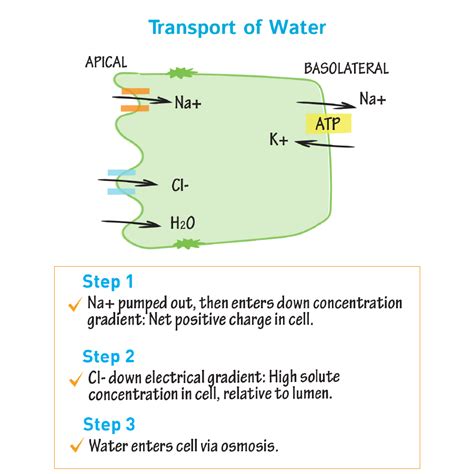 Biochemistry Glossary: Intestinal Absorption: Transport of Water | Draw ...