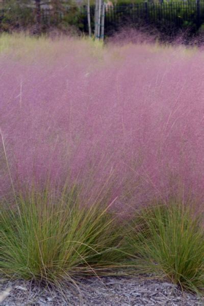 Ornamental Grass Care - Why And How To Prune Back In The Winter