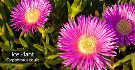 Ice Plant: How To Care For Iceplants