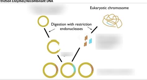 Restriction Enzyme Diagram | Quizlet