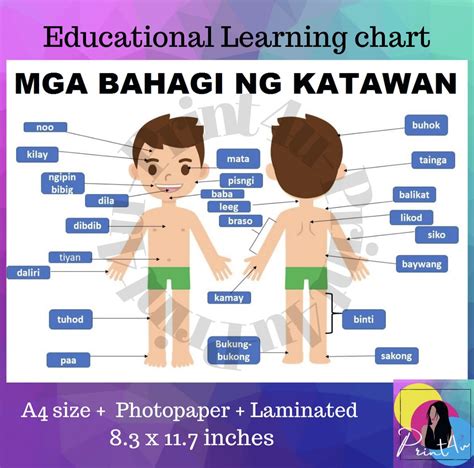 Mga Bahagi ng katawan Learning chart Laminated A4 | Lazada PH