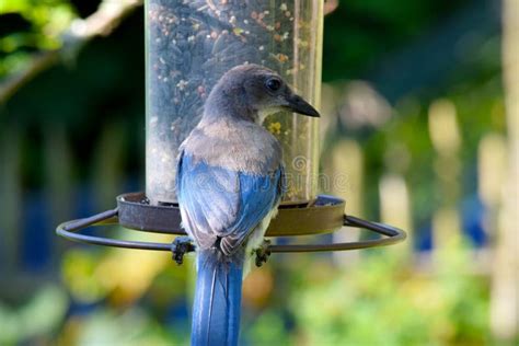 Greyback Blue Jay at Feeder 02 Stock Photo - Image of bird, scrub ...