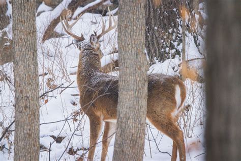 Chronic Wasting Disease (CWD) Map App for Deer & Elk | onX