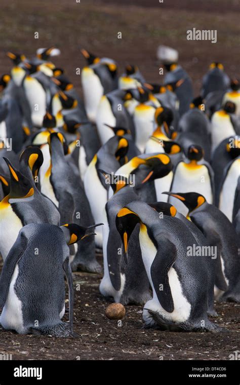 King penguin colony Stock Photo - Alamy