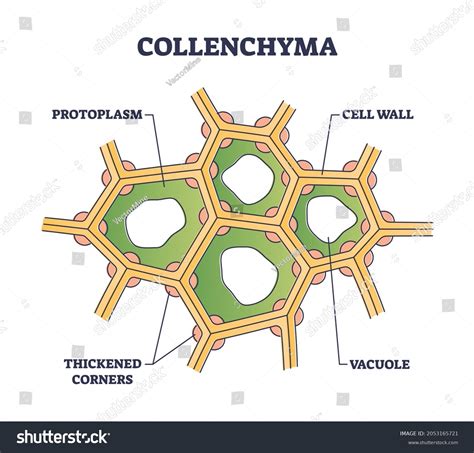 288 Collenchyma cells Images, Stock Photos & Vectors | Shutterstock