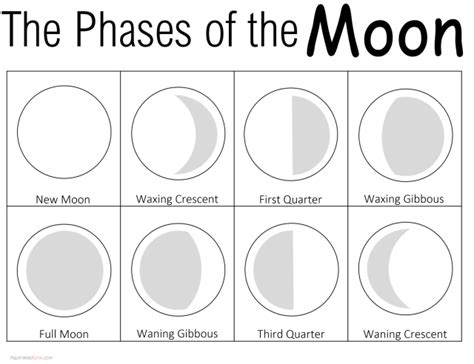 Moon Phase Oreo Lab | PDF | Moon | Planetary Science - Worksheets Library