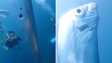 Diver records the eerie moment they come face-to-face with a massive ...