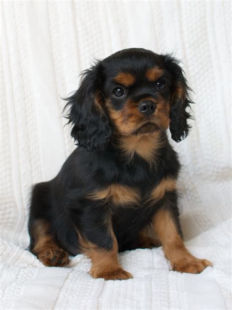 Black & Tan Cavalier King Charles Spaniel Puppy | King charles cavalier ...