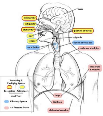 ANATOMY OF THE VOICE - MWES/