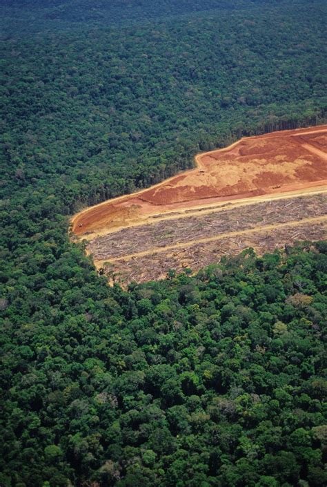 Saving the world: 2023 sees Amazon deforestation down 40% so far